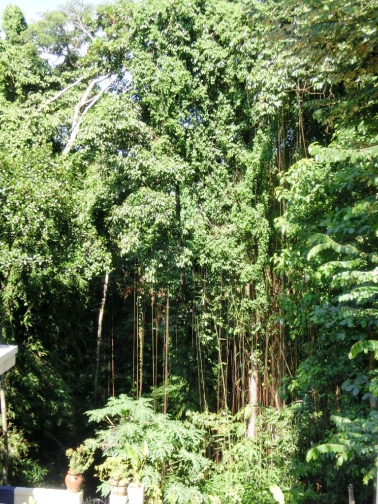 Latugu Homestay Ubud Oda fotoğraf