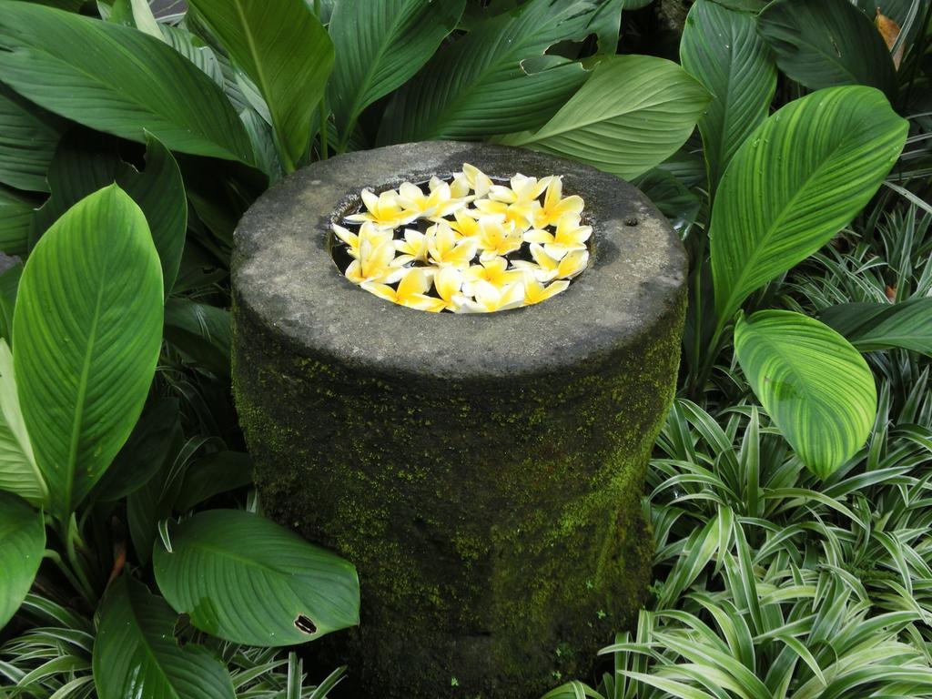 Latugu Homestay Ubud Dış mekan fotoğraf